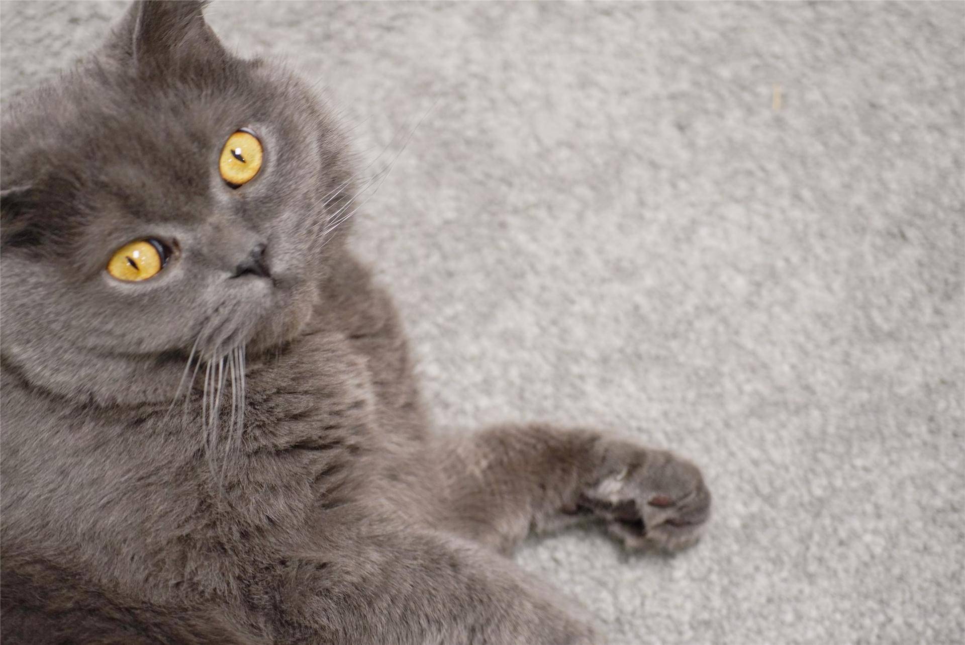 猫主子的猫砂怎么选,喵星人的食物有哪些