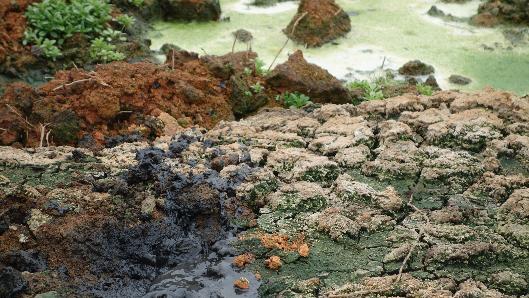 密封式猪舍臭气怎么消除,猪舍臭气