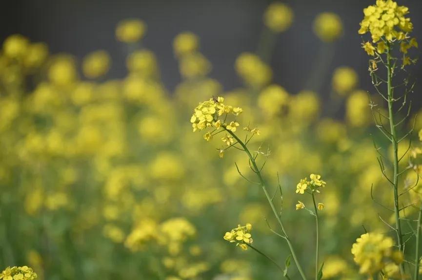 微距为什么都是超广角,微距为什么要三脚架和灯