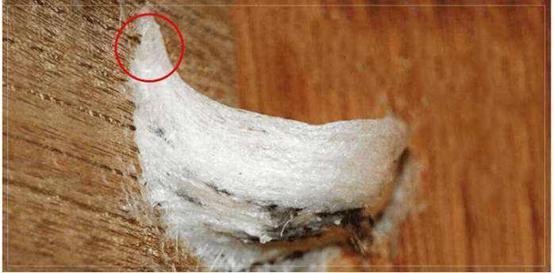 疏盏燕窝知识及鉴别,品牌干燕窝知识