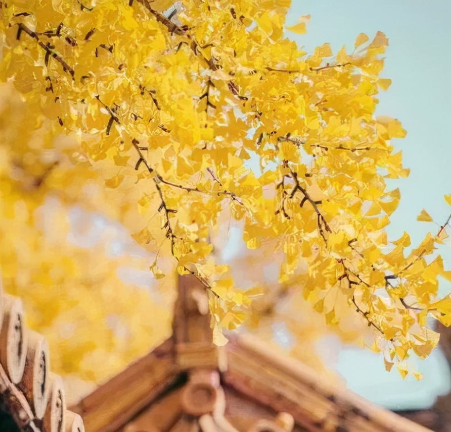 石家庄裕东小学东校区,石家庄裕东小学片内校区