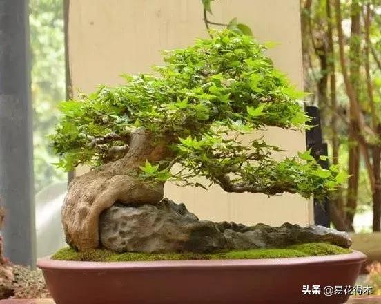 日本红枫和中国红枫有什么区别,日本红枫和中国红枫盆景的区别