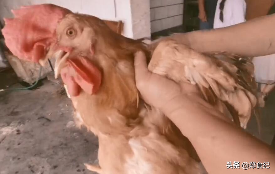 淮阳小鸡烙馍团购,淮阳小鸡烙馍哪家最好