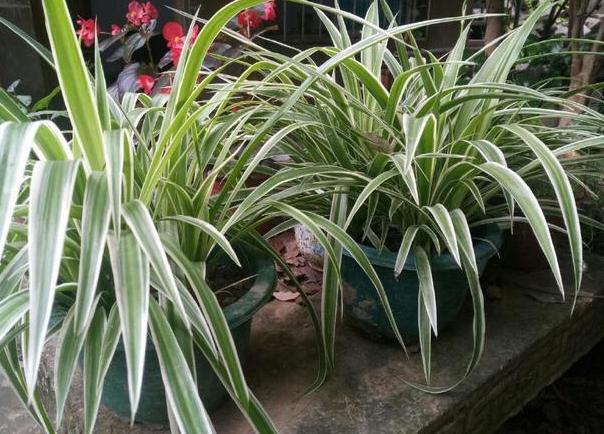 家庭盆栽金边吊兰的养护方法,金边吊兰怎么养才能更旺盛长得快