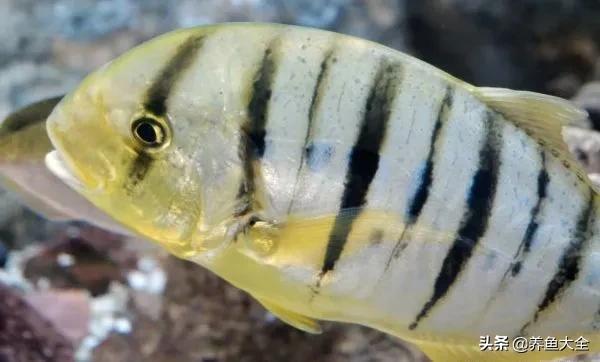 鱼缸出现藻类怎样处理,鱼缸出现青苔如何处理