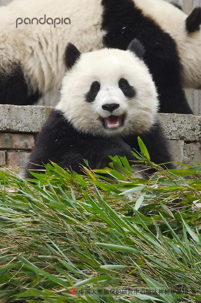 四川熊猫麻将怎么才能赢,打熊猫麻将的诀窍