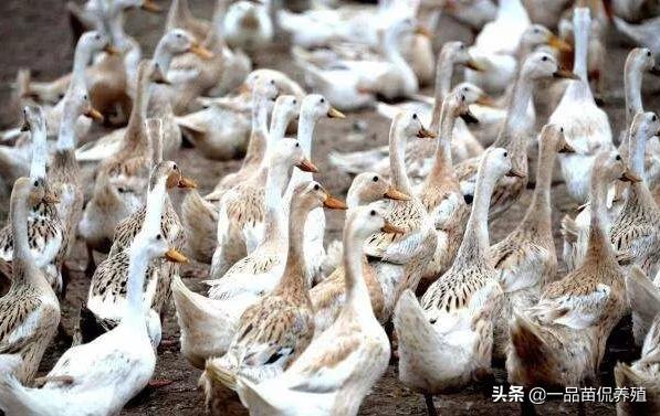 养殖蛋鸭赚钱,养殖蛋鸭要注意什么