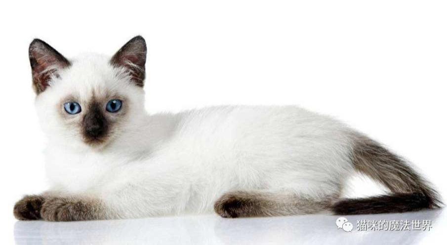 猫咪品种大盘点3：暹罗猫