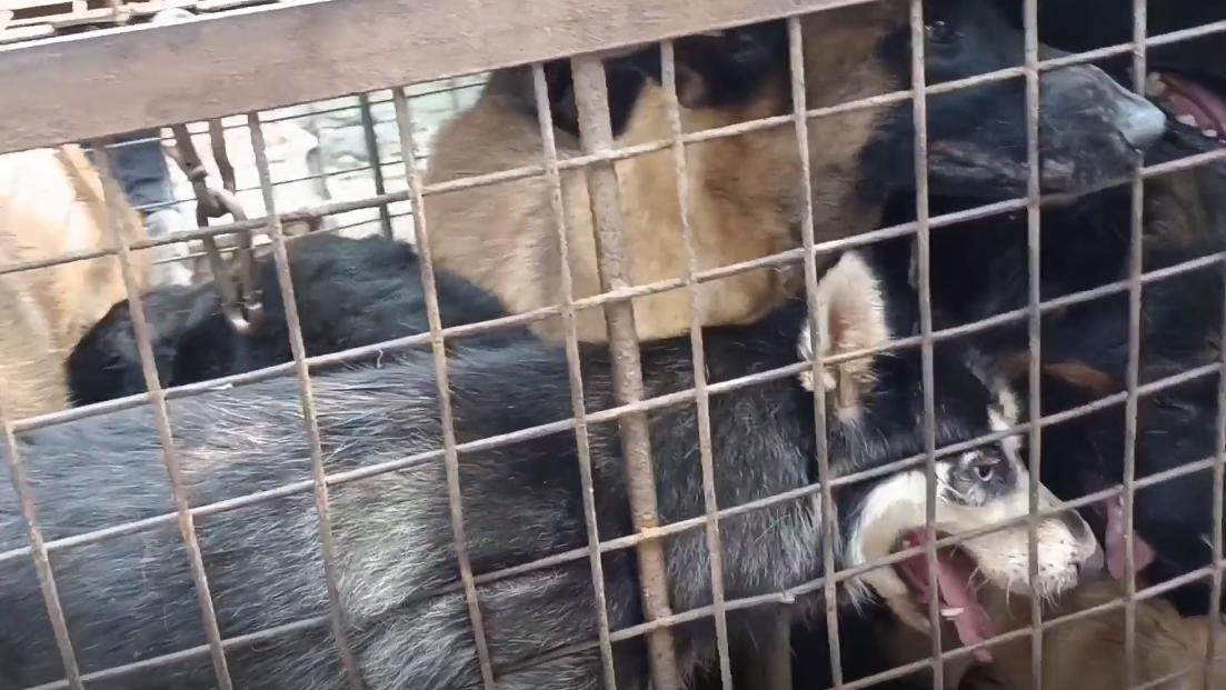 狗肉车上全是宠物狗,狗肉车上的狗狗
