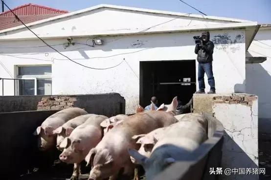 养猪想赚钱注意这3点,养猪要想有钱赚方法很简单