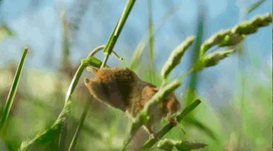 豆瓣9.6！娃刷到停不下来，还能看出人生大道理