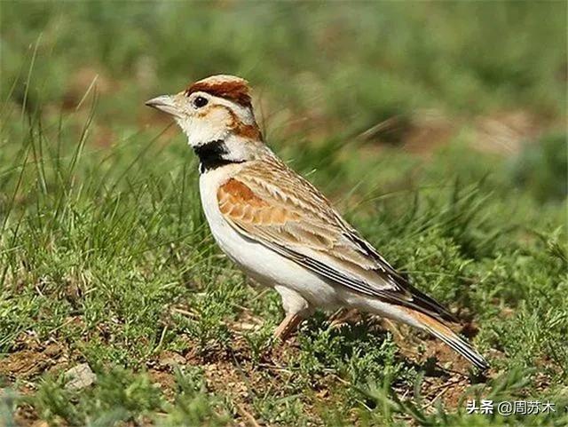 草原百灵鸟美妙动人,百灵鸟的歌声美妙动听