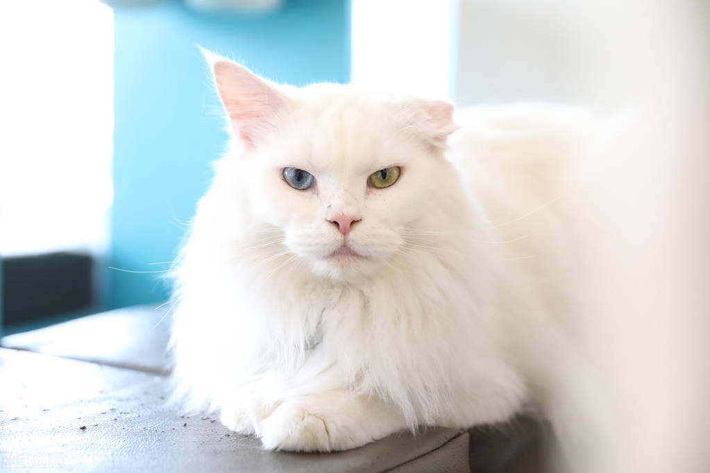 猫治疗猫癣用什么药,猫脸上长猫癣怎么办