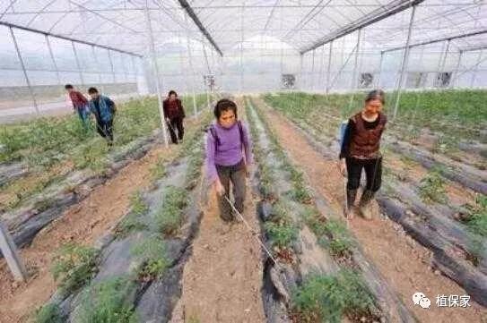 根腐病苗木灌根用什么药,土传病害常用灌根药