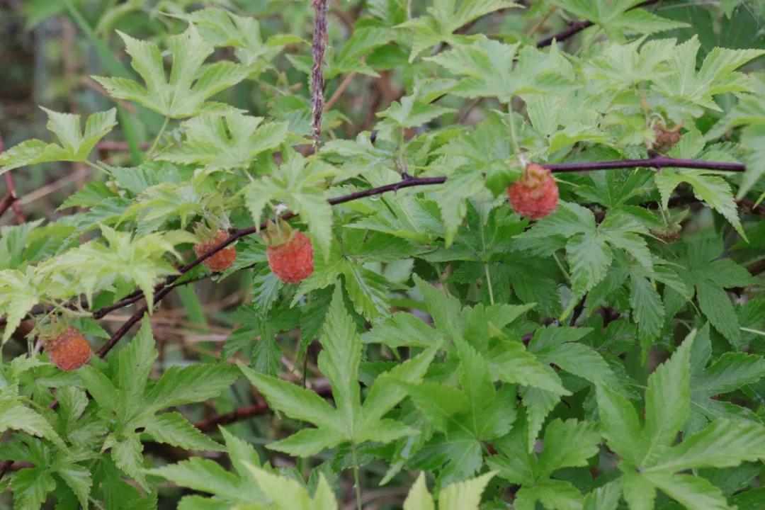 诸暨哪里树莓采摘最好,诸暨摘树莓
