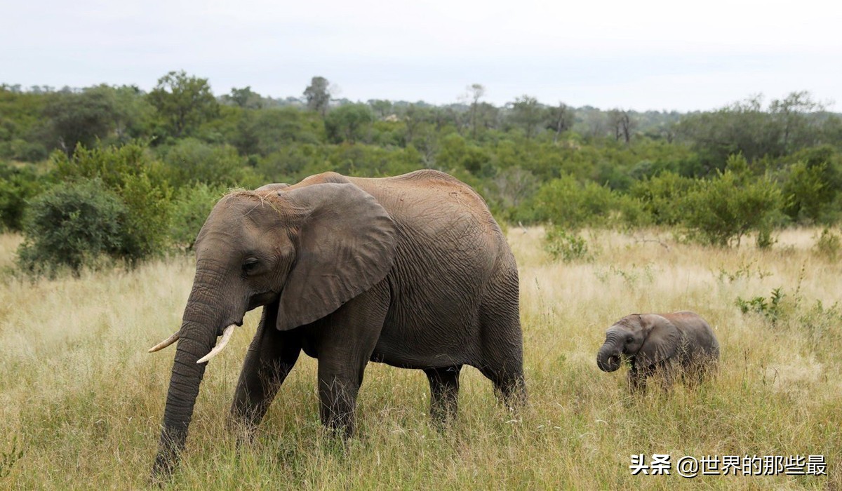 世界上都有哪些比较猛的猛兽,全世界最厉害的的十大猛兽