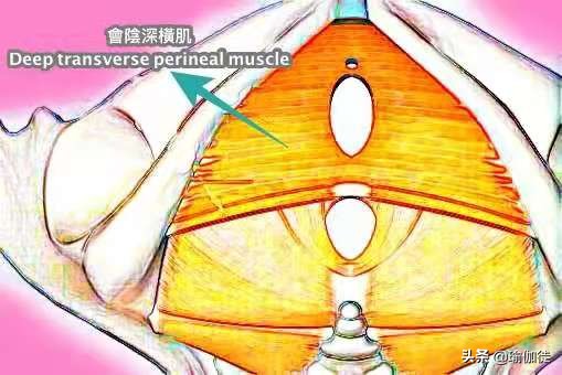 盆底肌的锻炼凯格尔运动,凯格尔运动盆底肌训练的基础动作