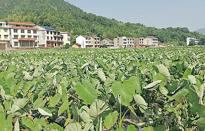 小香芋人生之路,如何挑选小香芋