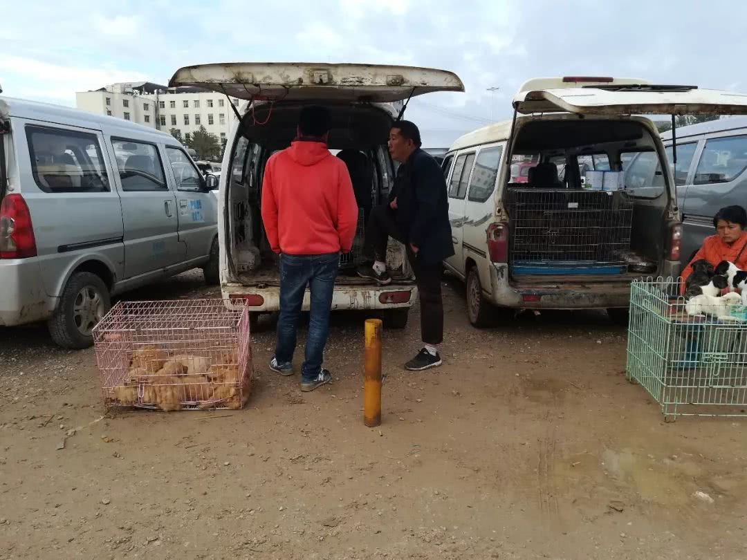 男子第一次来狗市，被套路了都不知道1300元购买了边境牧羊犬！