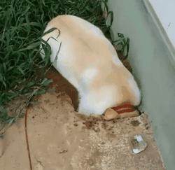 刨土刨水刨坑刨沙发，对于一只寂寞的狗子而言，万物皆可刨