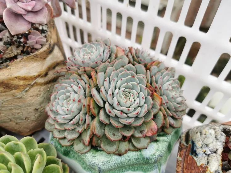 我和多肉,我与多肉