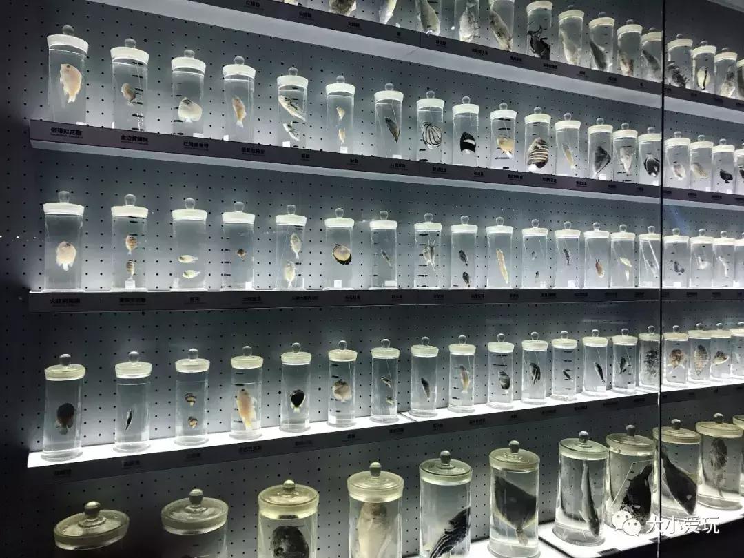 开放首日实探国家海洋博物馆，史上最抢手博物馆究竟长什么样