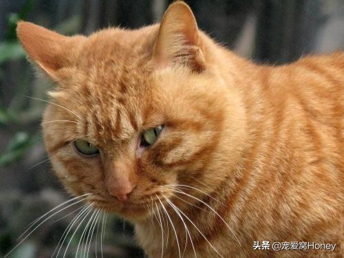 为什么中国的土猫在国外很昂贵,这3种土猫一生都在被嫌弃