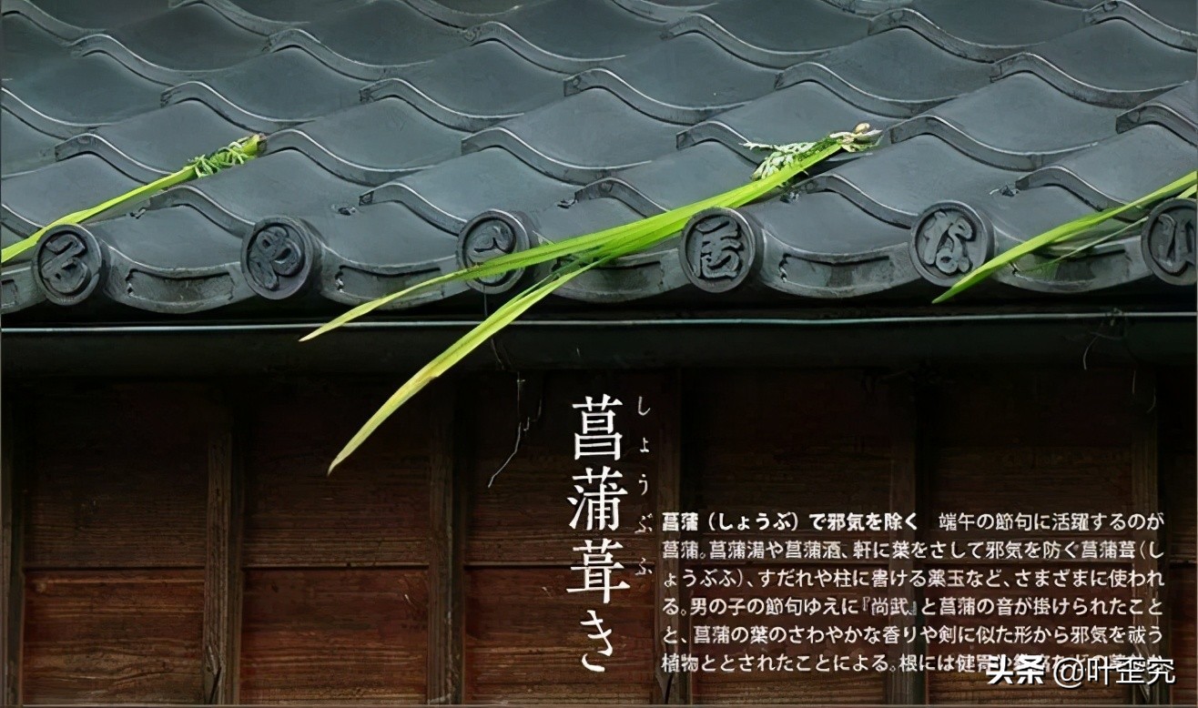 山前青青野艾草,你家门前插几枝?