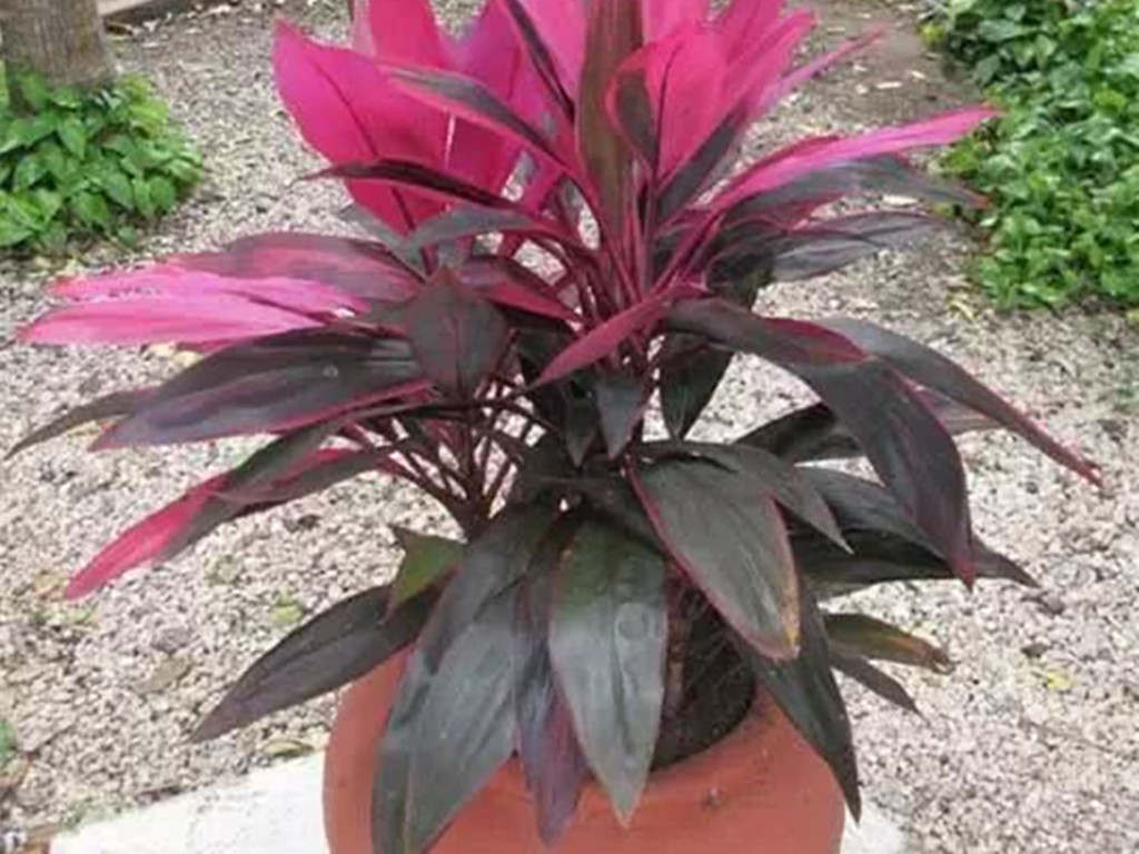 观叶植物叶尖发黄是什么原因,盆栽植物叶子发黄怎么了