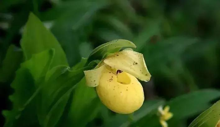 五种最具欣赏价值的兰花,欣赏史上最全的兰花