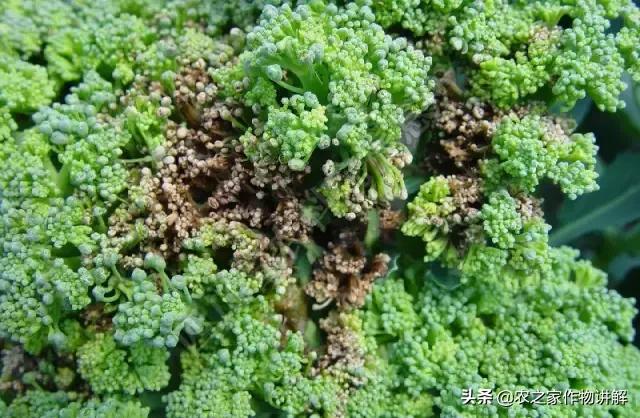 西兰花病害图谱和防治,西兰花的病害与治疗