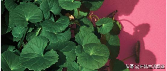 韩国小姐姐怎么护肤,怎样护肤才能get到弹嫩水光肌