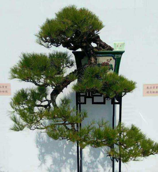 松树盆景的几种造型,各种松树盆景如何做造型