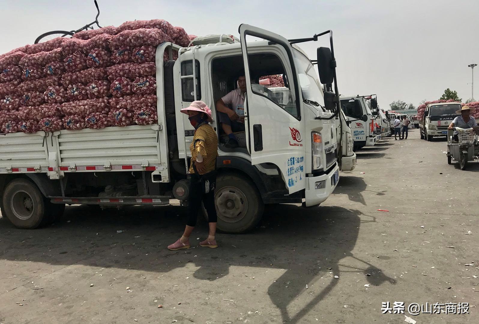 山东金乡蒜子,山东金乡县蒜苔