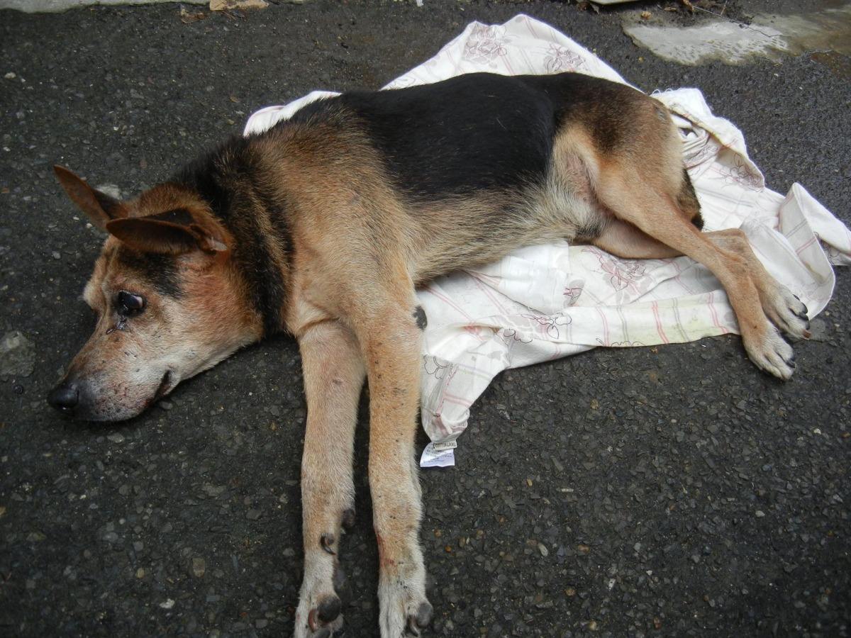 狗狗狂犬病发作的症状表现,狗狗有什么症状才是狂犬病