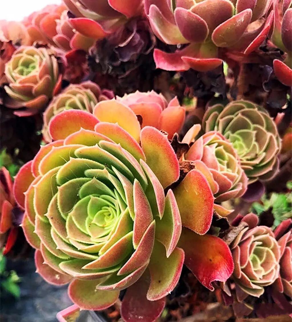 多肉法师韶羞现在能摘心吗,多肉法师欧紫跟韶羞的对比图