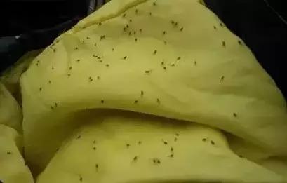 海南小黑虫咬人怎么防御,看到有小黑虫钻进伤口怎么办