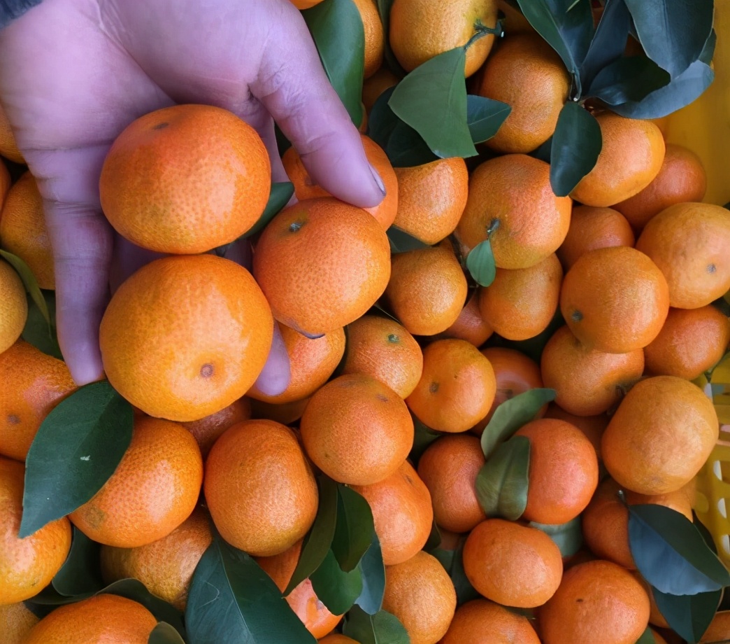 买橘子一定要认清品种,买脐橙外行人看价格内行人看品质