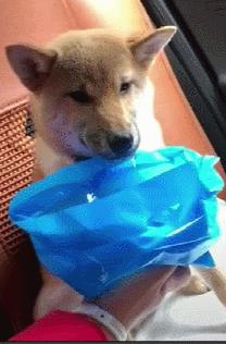 狗狗晕车呕吐怎么办,狗狗晕车几天恢复