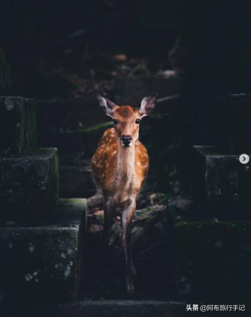 逛古寺逛神社感受日本京都的韵味,日本冷门的神社