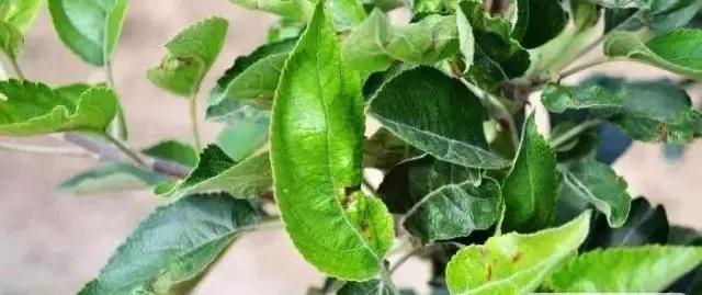 苹果树病虫害防治视频,苹果树病虫害全年防治大全