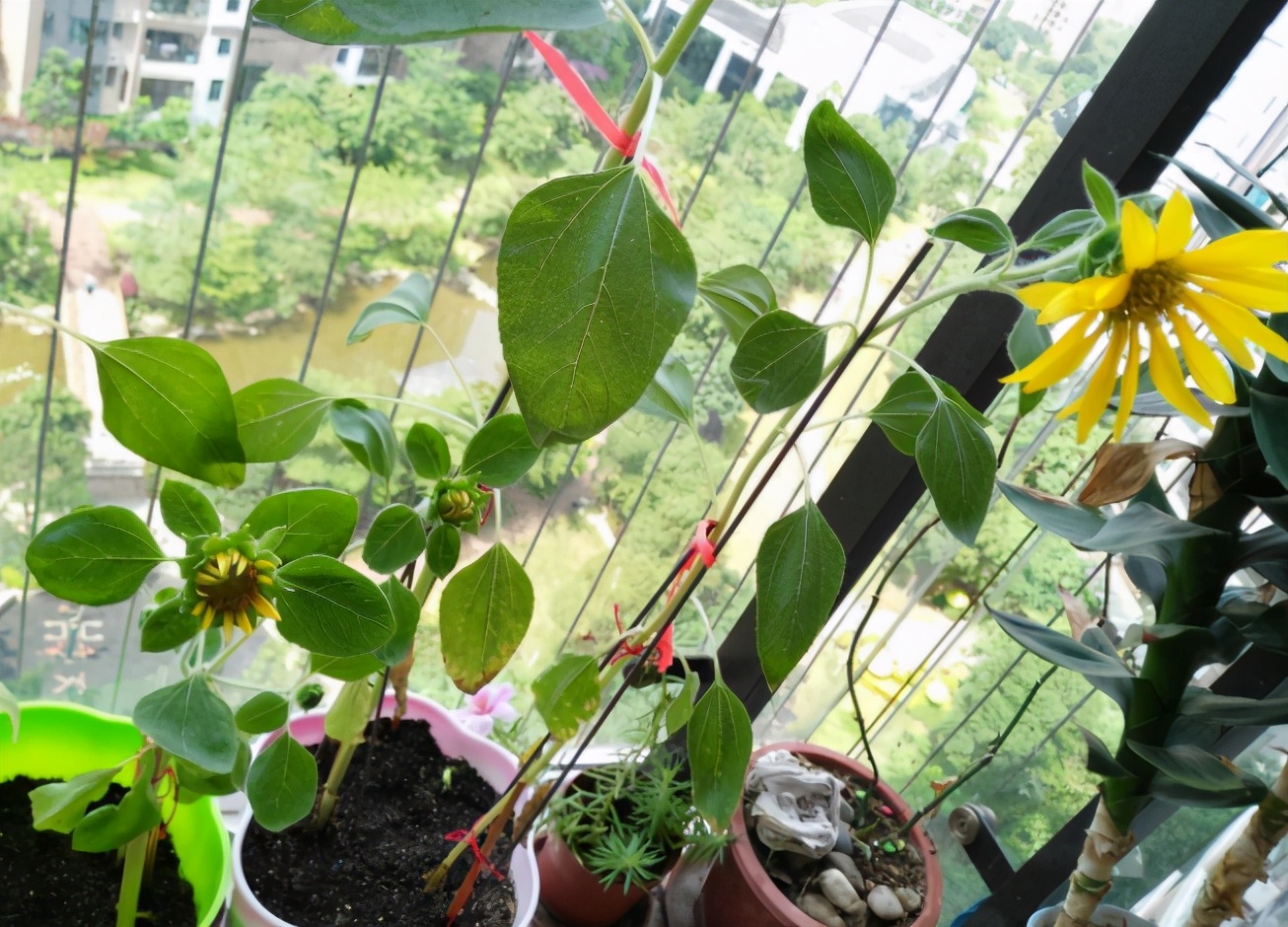 喜欢向日葵就栽一盆它吧！注意3点既能观赏又能吃