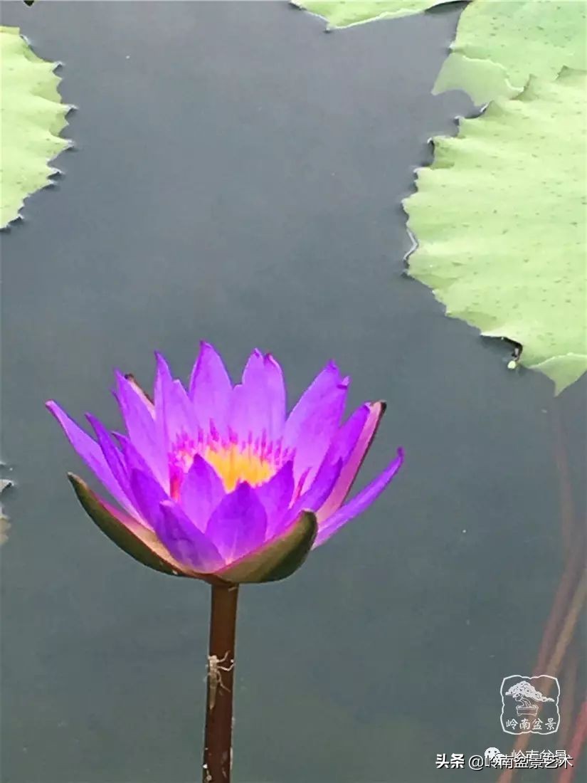 番禺莲花山有什么,莲花山上哪座莲花最多