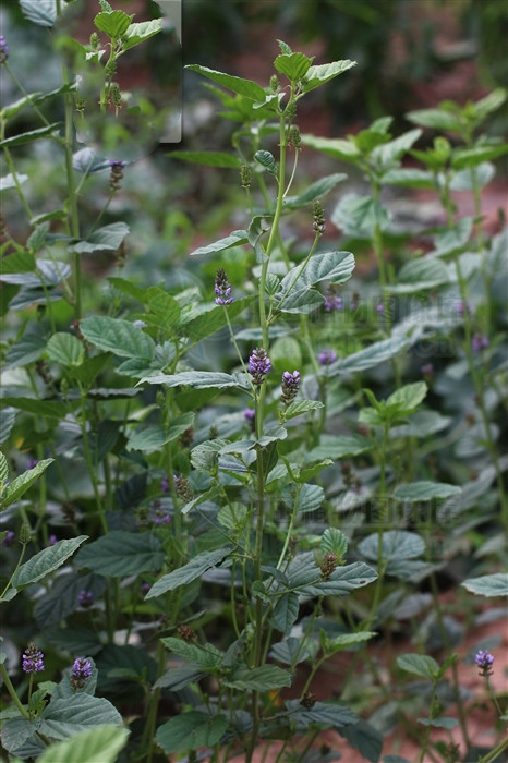 补骨脂治白癜风效果怎样,补骨脂和中药结合能治好白癜风吗