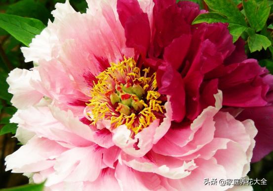 牡丹雍容华贵芍药清雅婉约,牡丹的介绍和图片大全