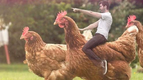 女子被鸡啄伤住进ICU,被鸡啄出血截肢