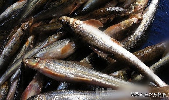 黑龙江特色养殖鱼类,黑龙江名贵鱼种图片