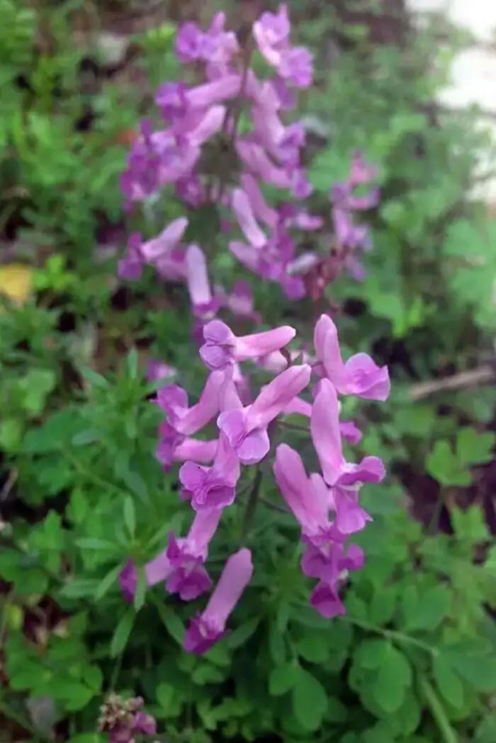 蓝紫色花系植物,蓝紫色系花境植物
