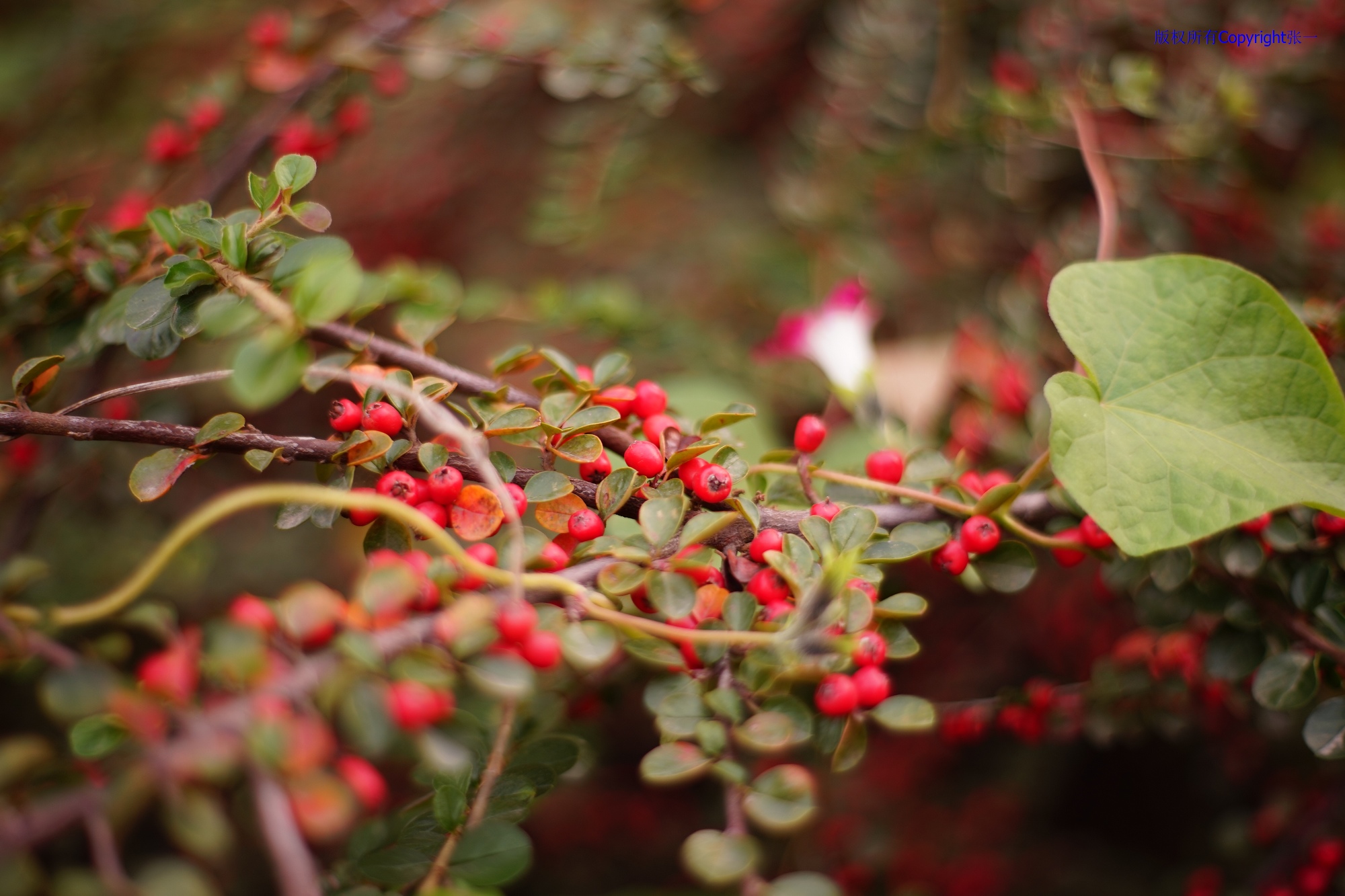 凤凰dc818相机现在能用吗,凤凰dc818多少钱一台