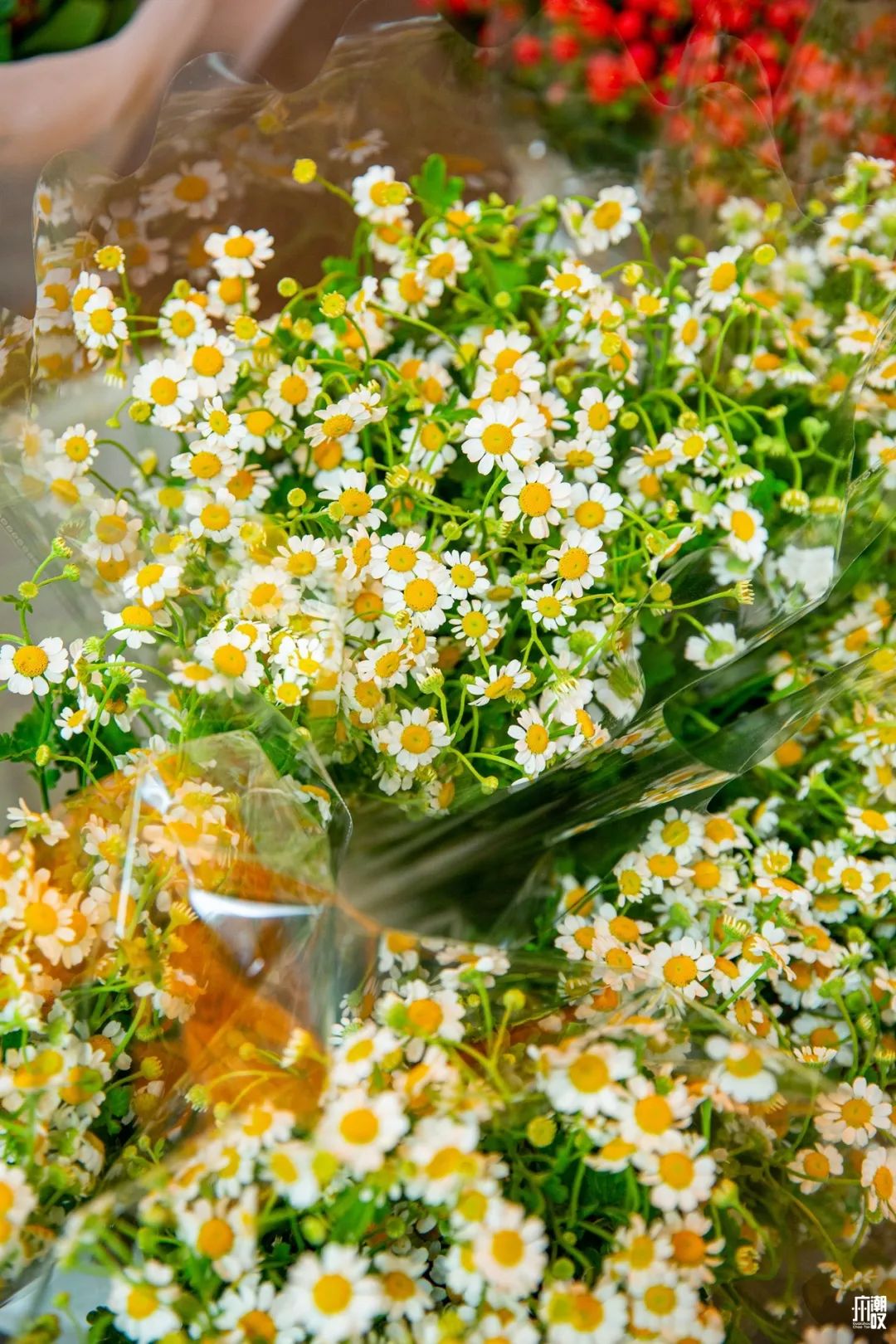 广州最便宜的花卉市场1块钱,广州岭南花卉市场买花攻略